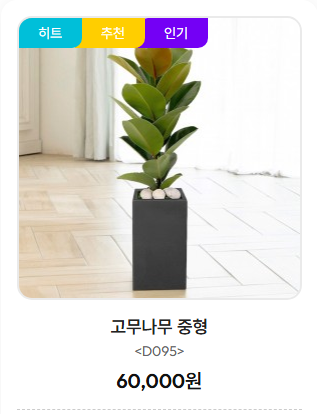 고무나무 중형