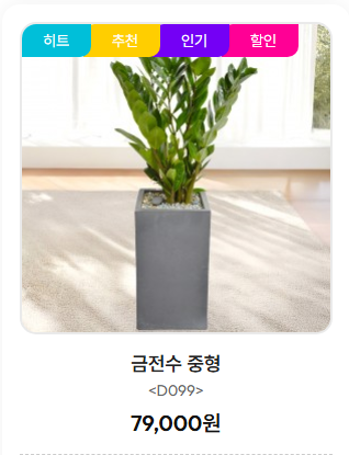 금전수 중형