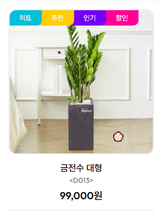 금전수 대형